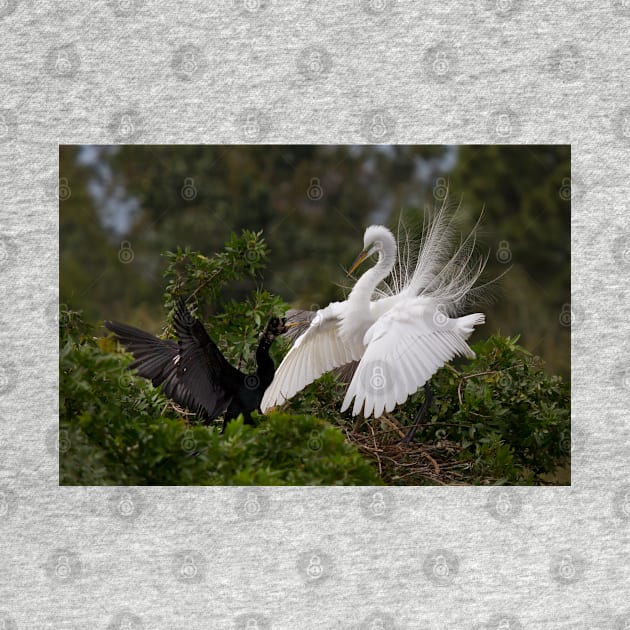 Opinions are voiced - Great Egret by Jim Cumming